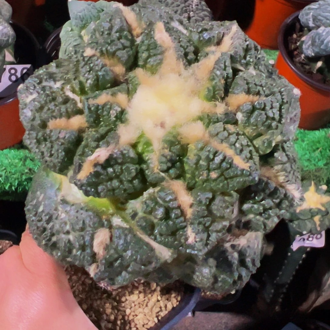无花朵福利老龟甲牡丹810