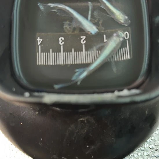 青鳉鱼观背青鳉天使之翼一组A17号