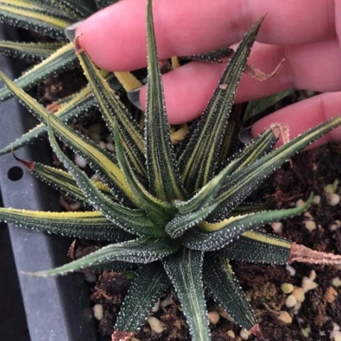 硬叶锦脱盆发货哈哈哈