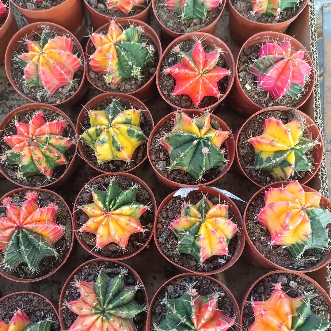 五彩牡丹锦仙人球多肉植物盆栽防辐射适合办公室桌面阳台