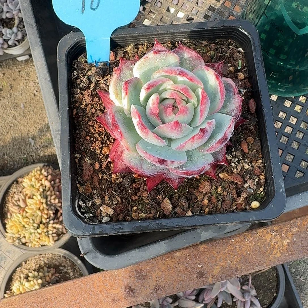 粉丝福利惊鸿仙子10