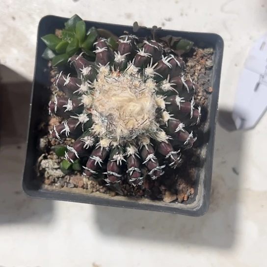 琼*?实生奇特球3566778