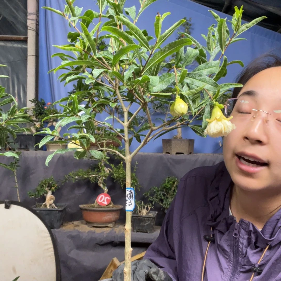 完全开放石榴盆景盆栽盆景