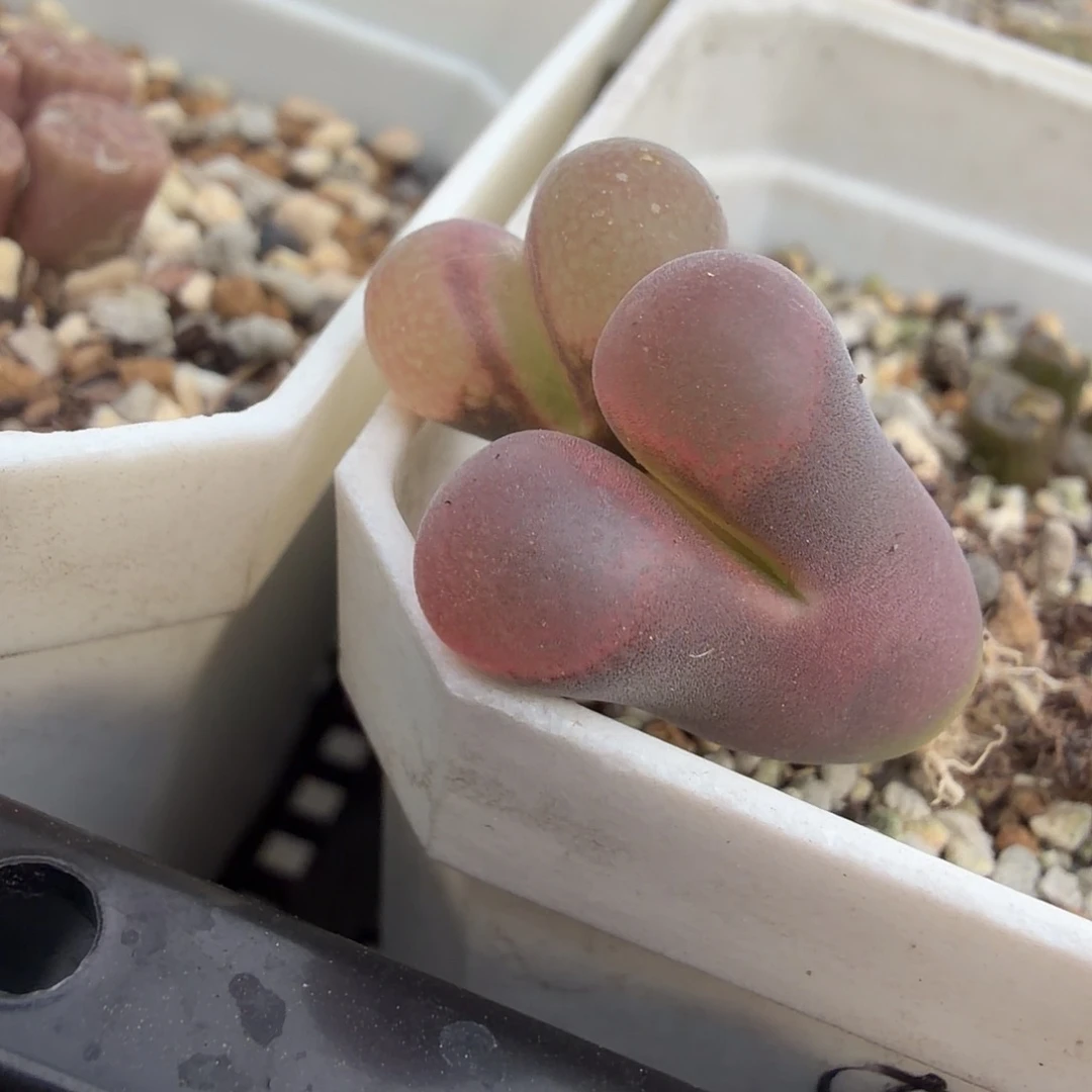果***子鲑鱼粉两颗多肉植物