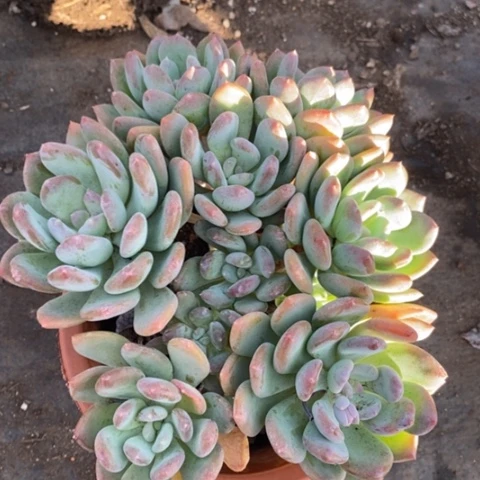 灰姑娘五头起发，180杯