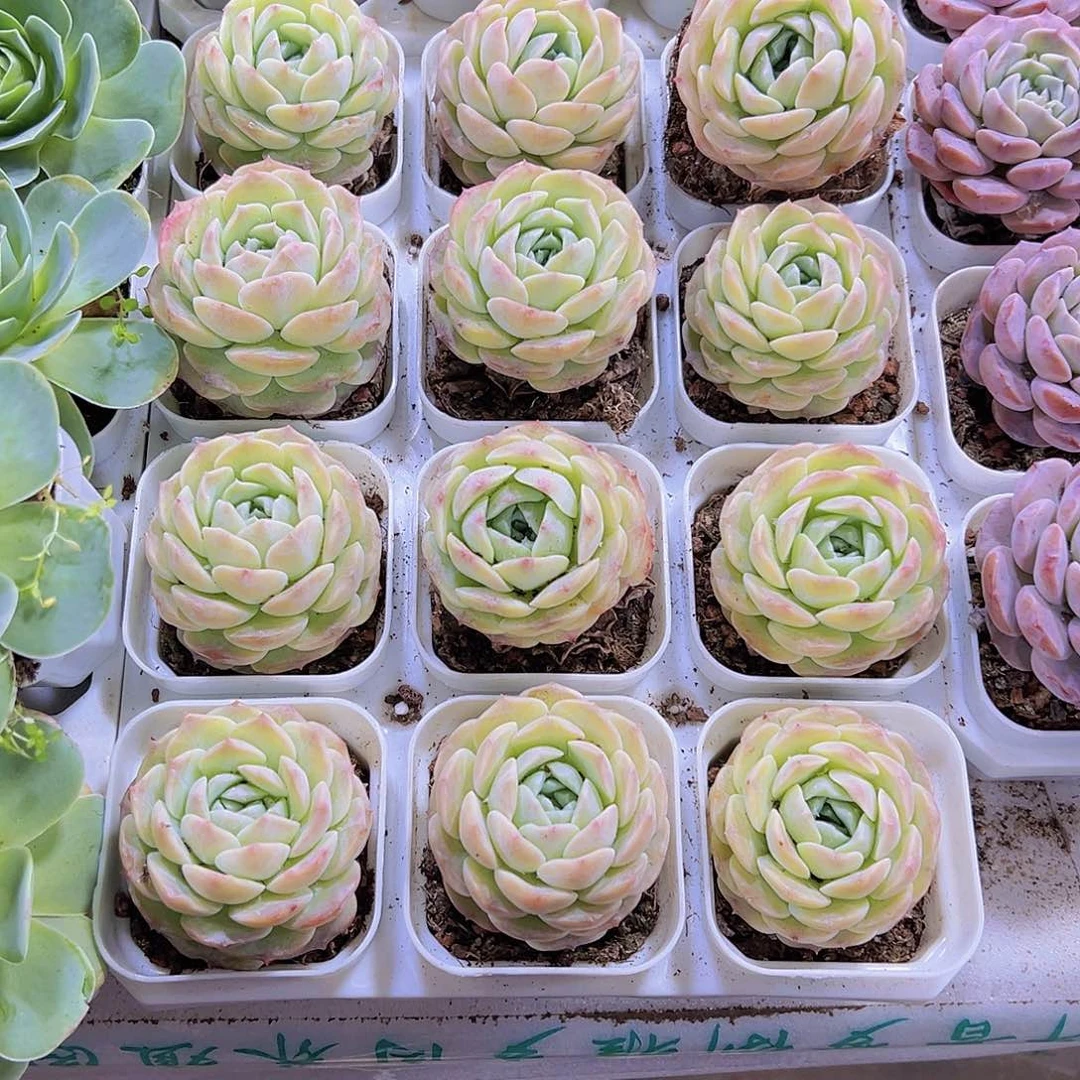 绿包子19包邮植物