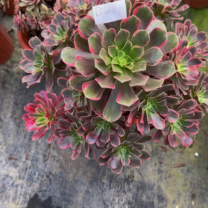 00000 000000978玫瑰花脸