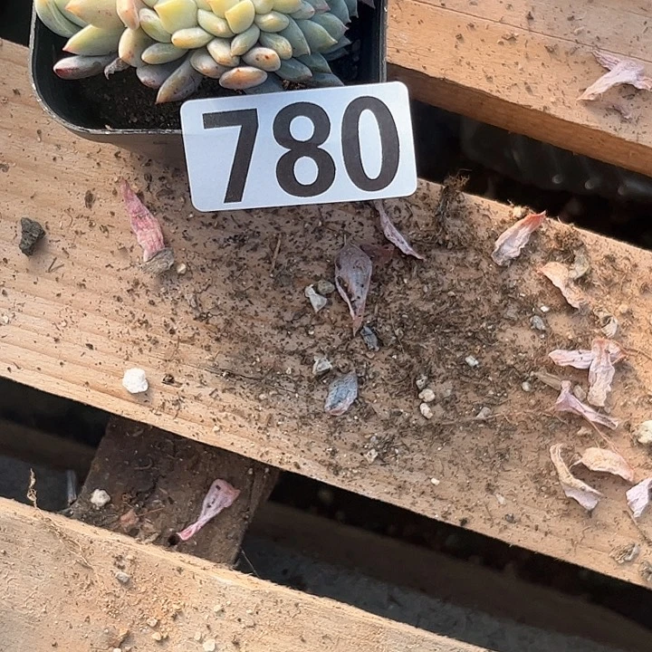 用****0多肉植物一物一拍