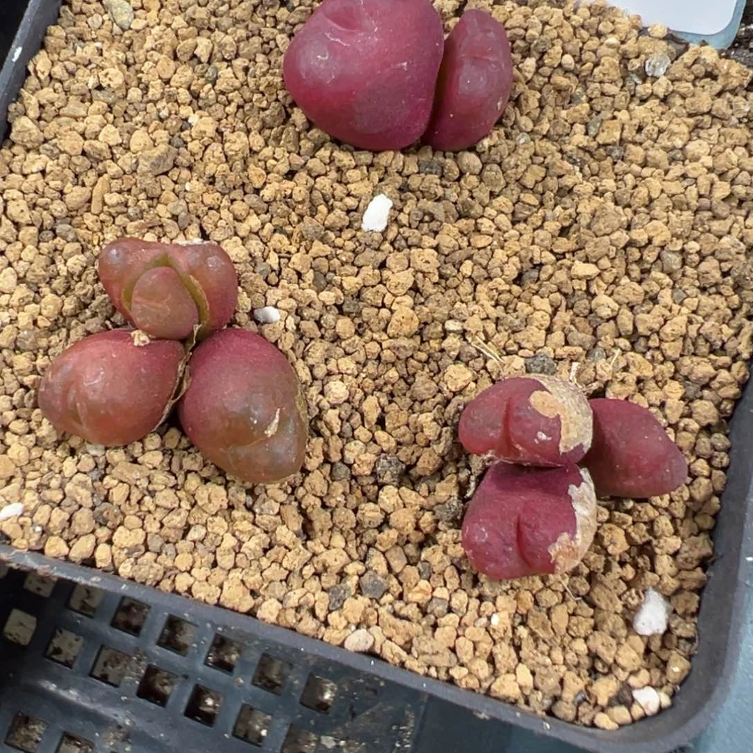 30-147量拍吕毛一颗。多肉