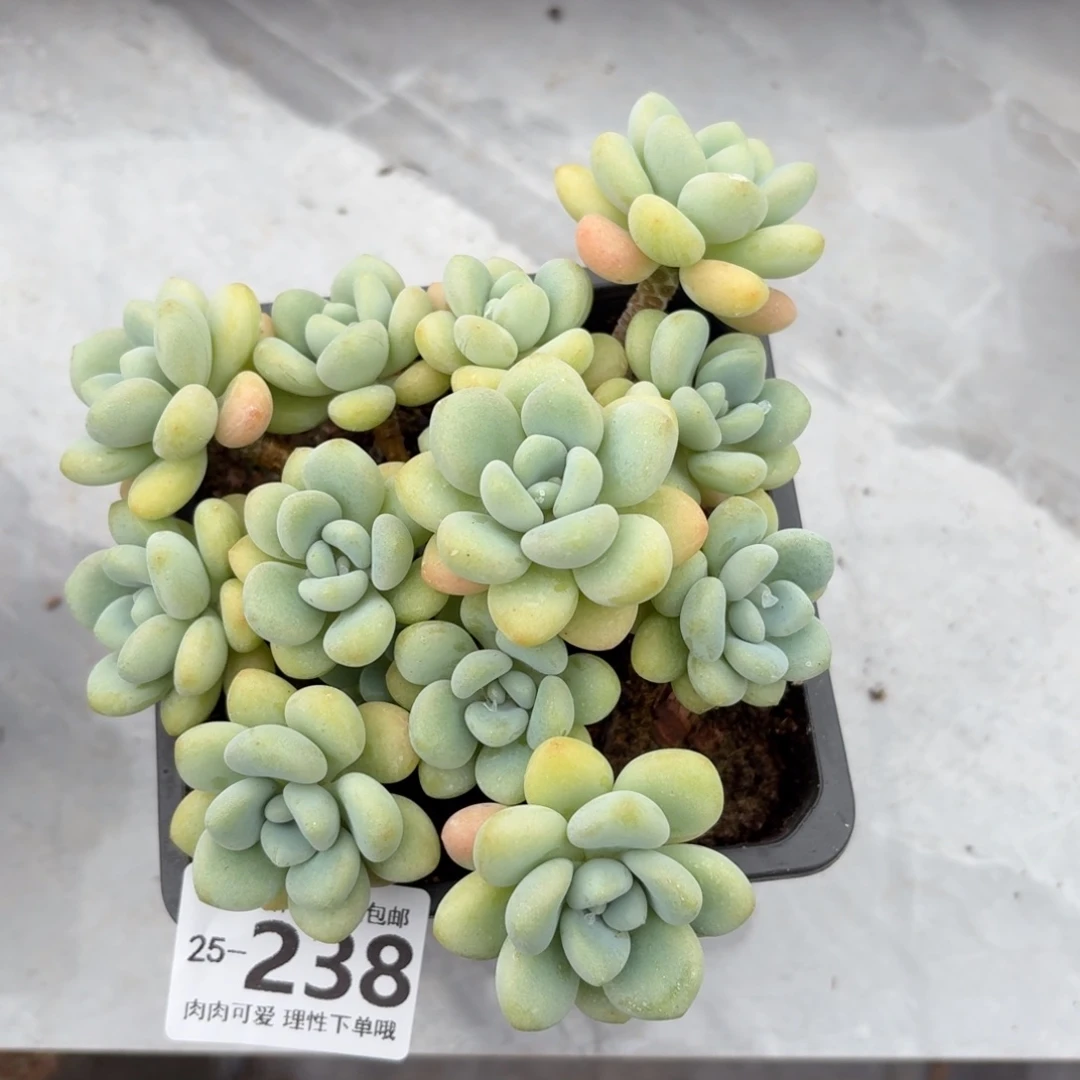 奶白糖无盆土发货