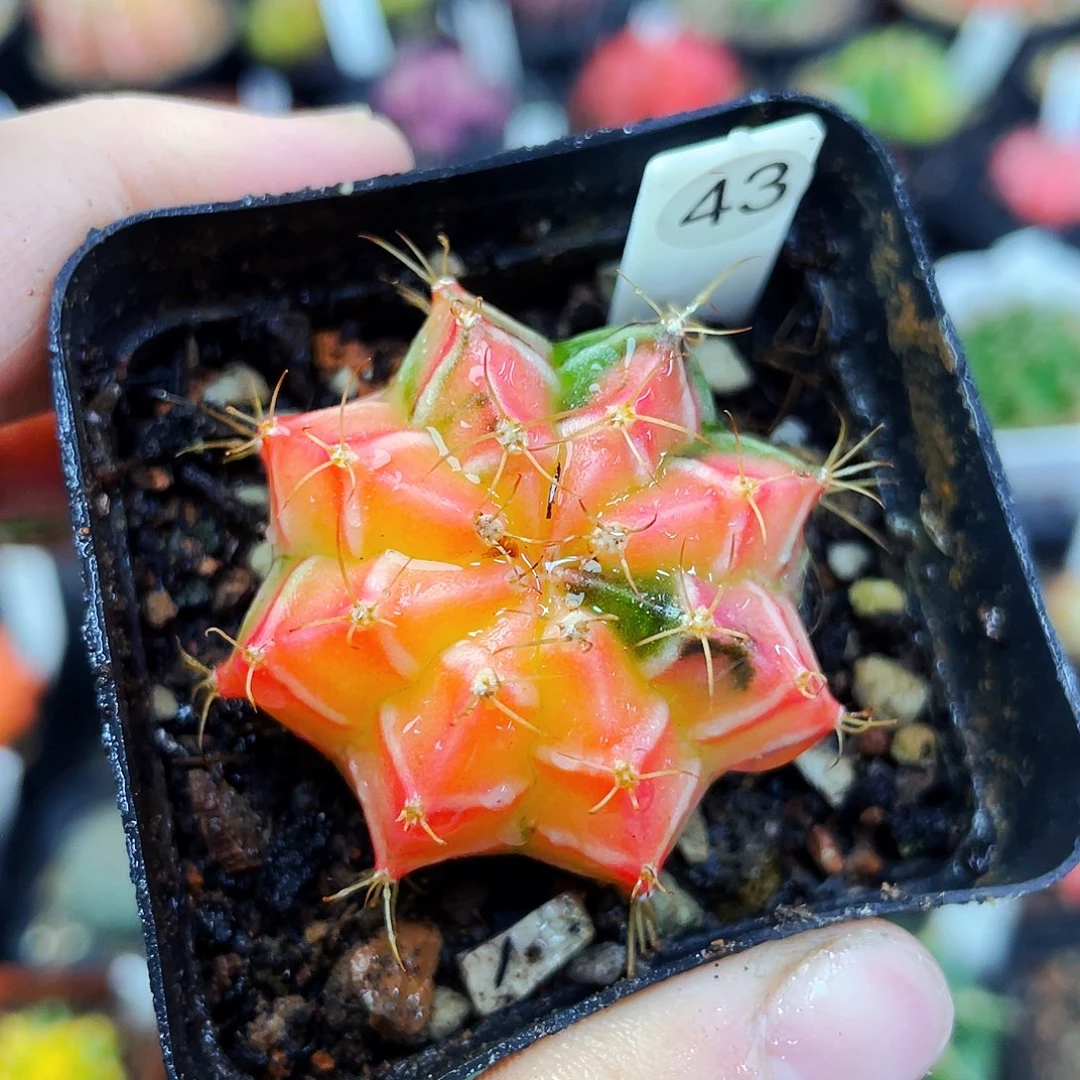 非偏远地区满25包邮仙人球裸根