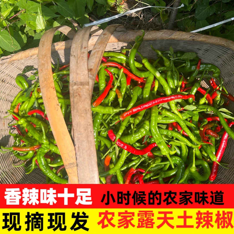 新鲜辣椒江西农家土辣椒现摘特辣薄皮湖南青椒超辣尖椒虎皮微辣