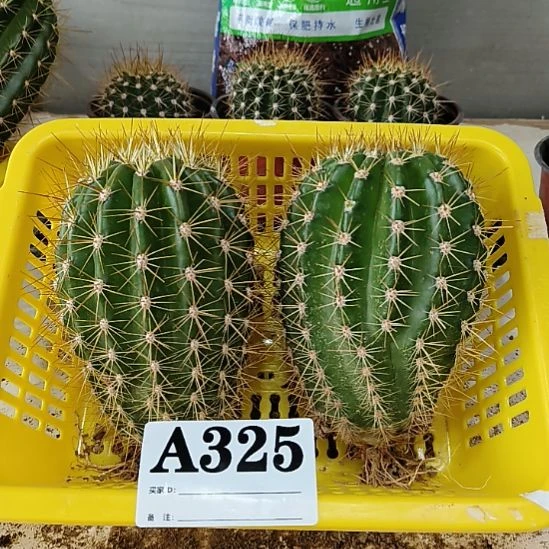 当前无花栽培后可以开花325