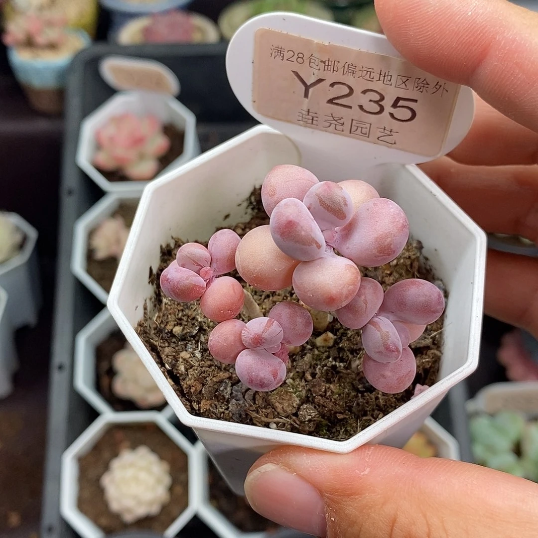 0235 亚美桃蛋 4.5cm