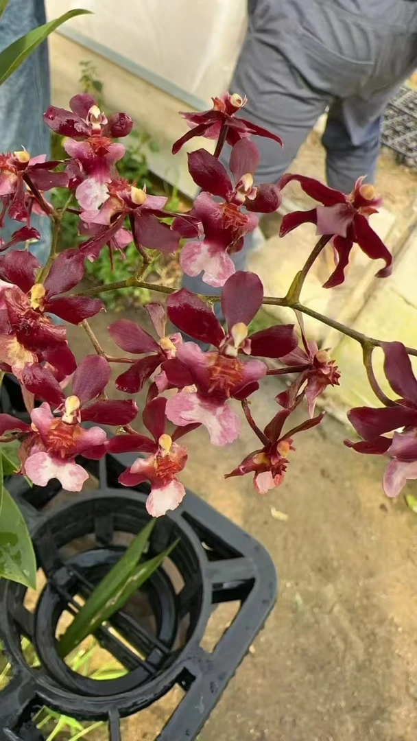 彩色巧克力文心兰 (新品种)爆花好养花期长云南鲜花绿植