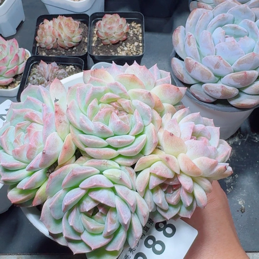 梦幻泡影            精美多肉植物