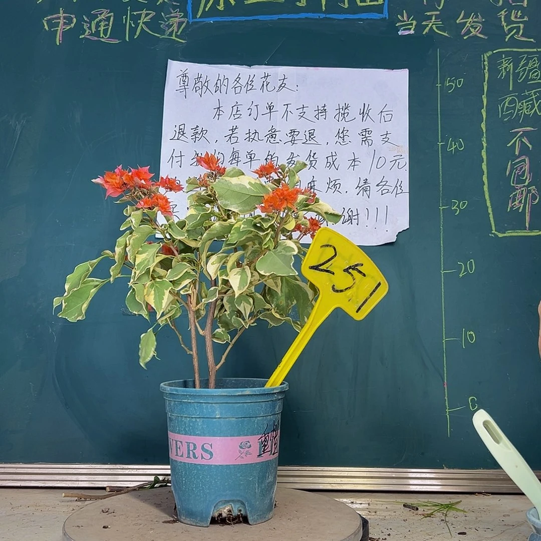 当前无花栽培后可以开花 斑叶重瓣橙 251