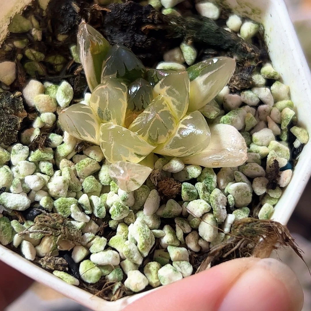 新叶糊斑北极之光锦