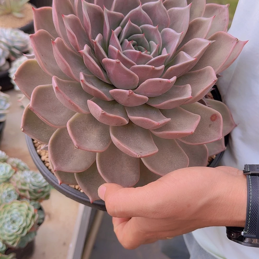 聆***、1134星星多肉植物