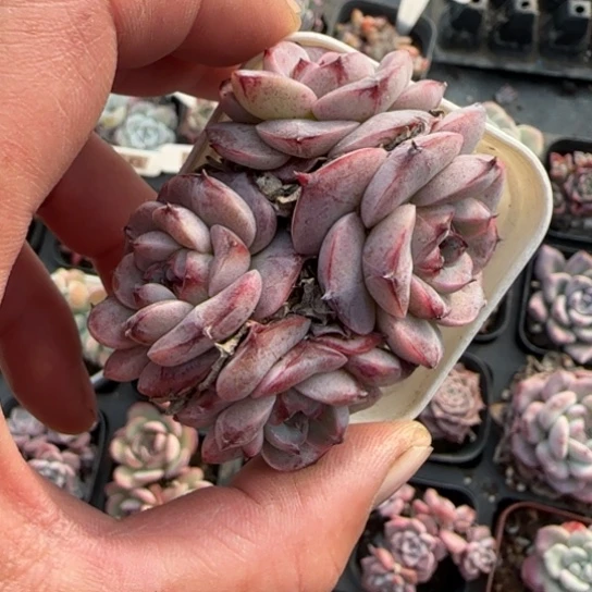 125天鹅绒多肉植物多
