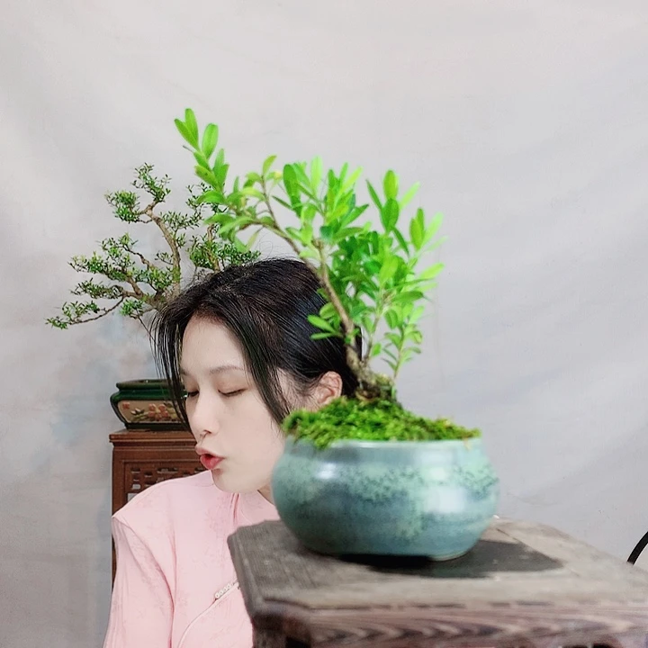 无花朵6****1皱皮雀舌黄杨盆景