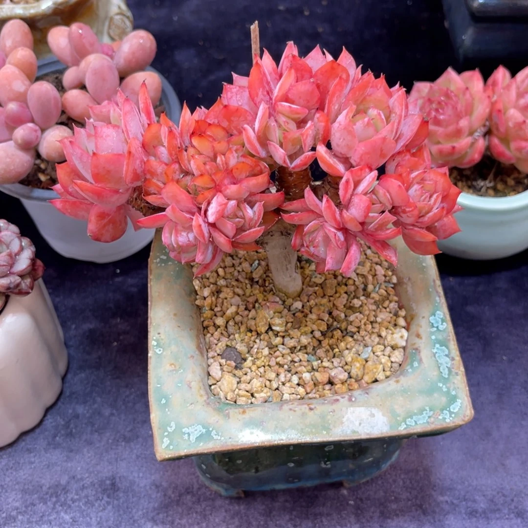 沿***~绮罗 十三公分 带土