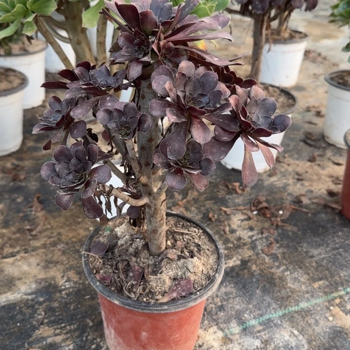 黑原叶两单包邮。