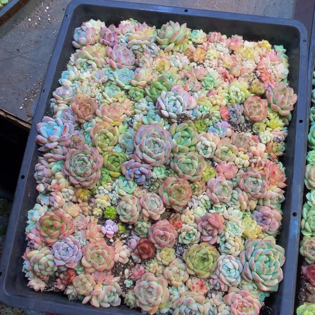 蓝***桉651多肉植物和植物在这里繁衍