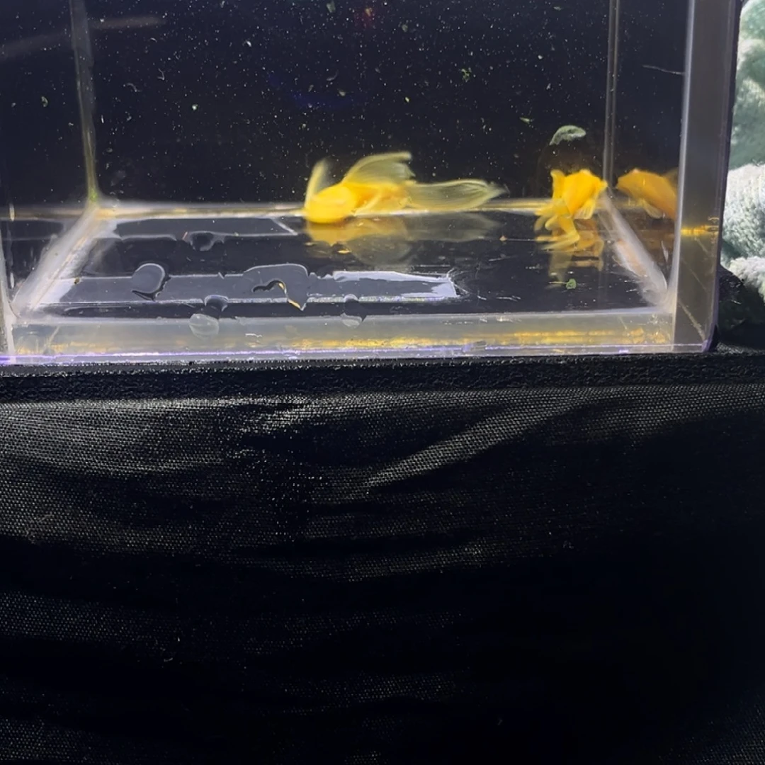 孔雀鱼孔雀鱼孔雀鱼