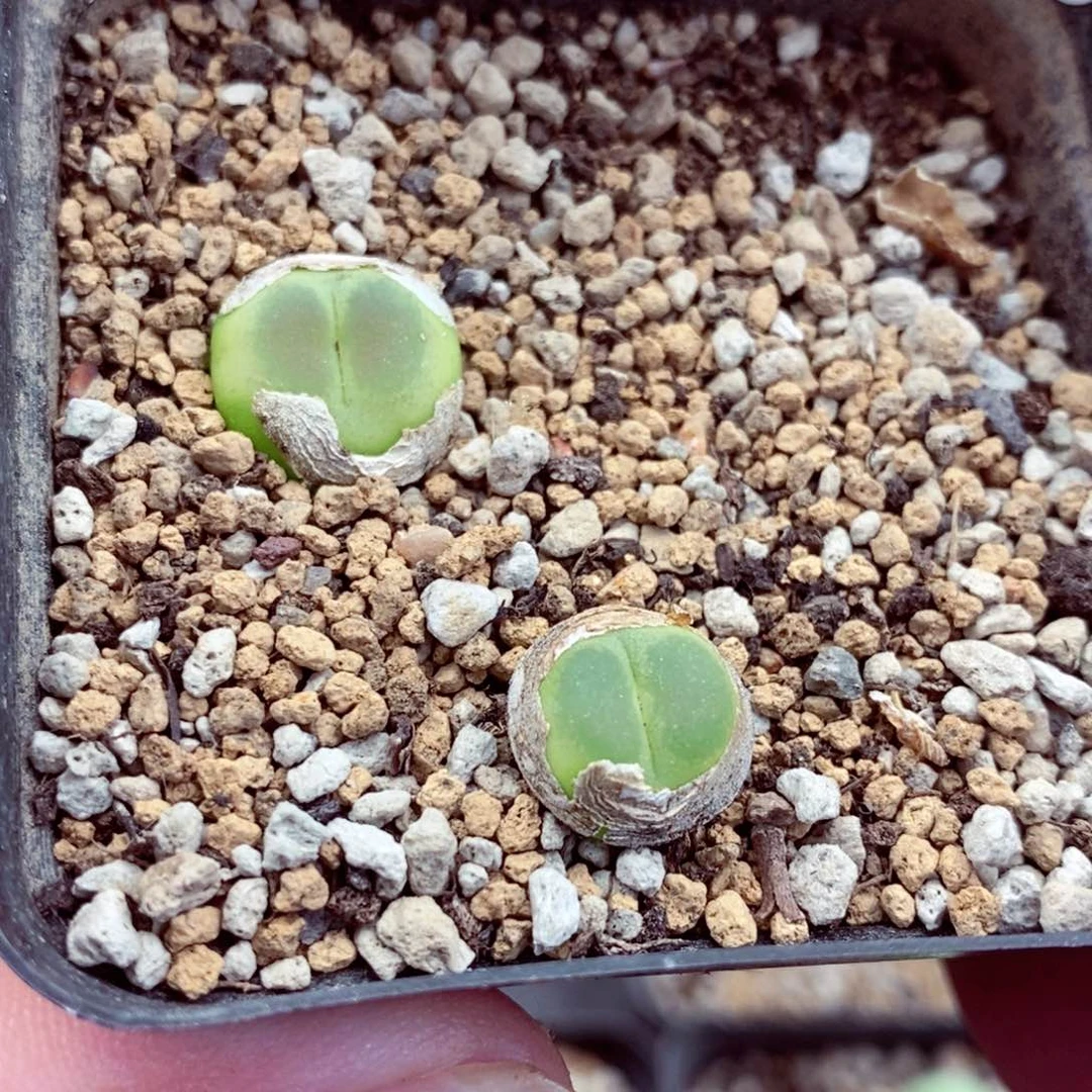 胖*我是一只小小鸟地域鬼6772