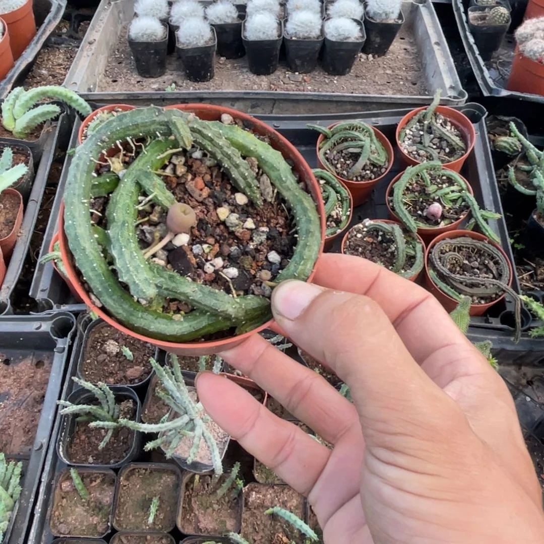 绿***妮多肉植物仙人球苹果萝藦