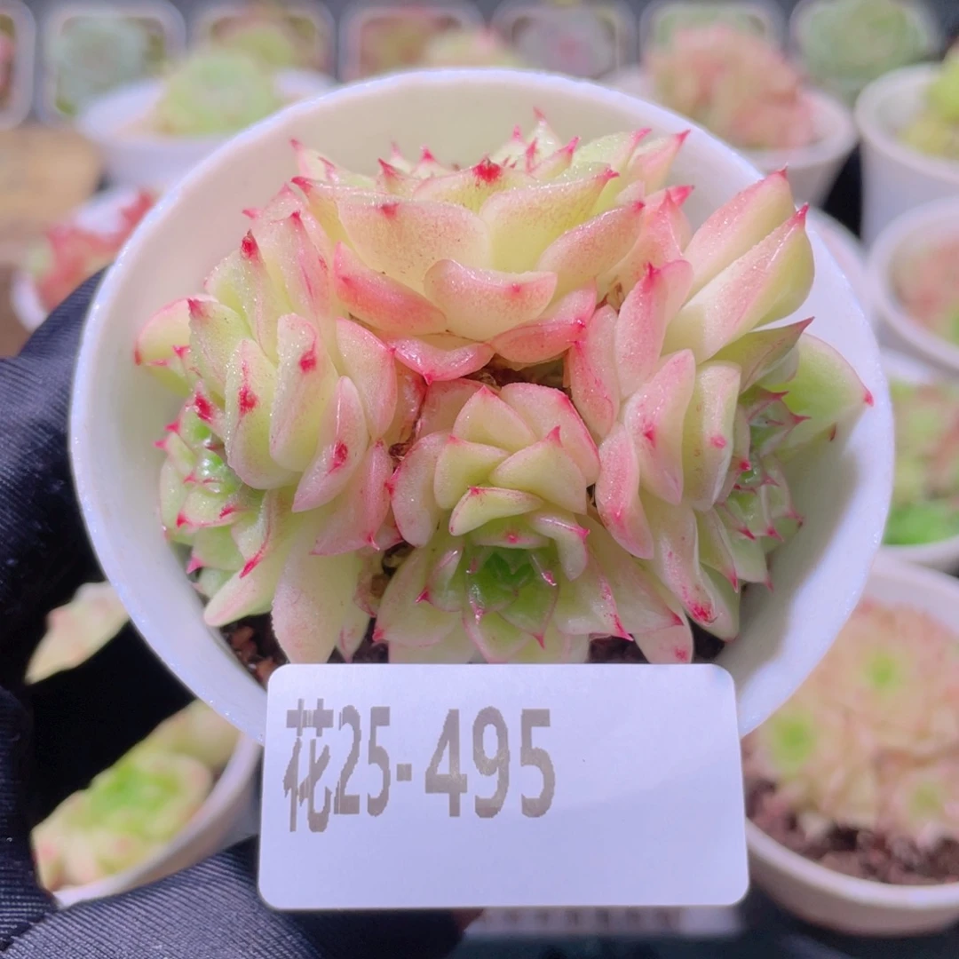 花利美25-495麦秆
