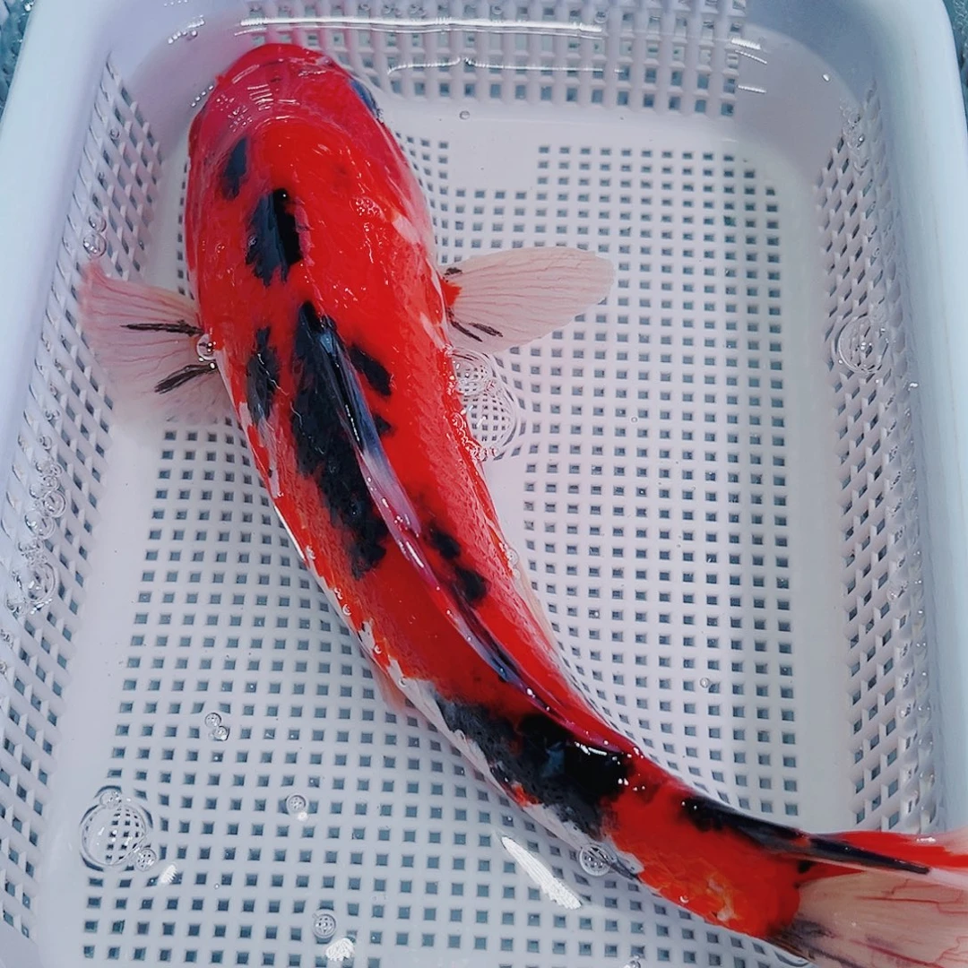 锦鲤锦鲤冷水观赏606