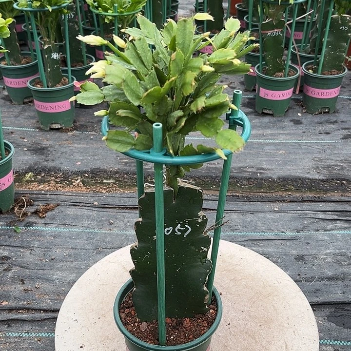 蟹爪兰原土带花架