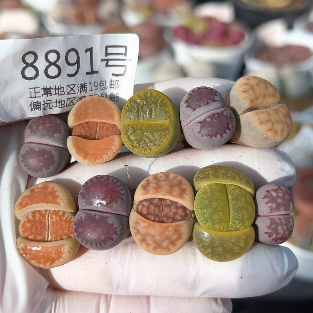 好养易活生石花大母本8891