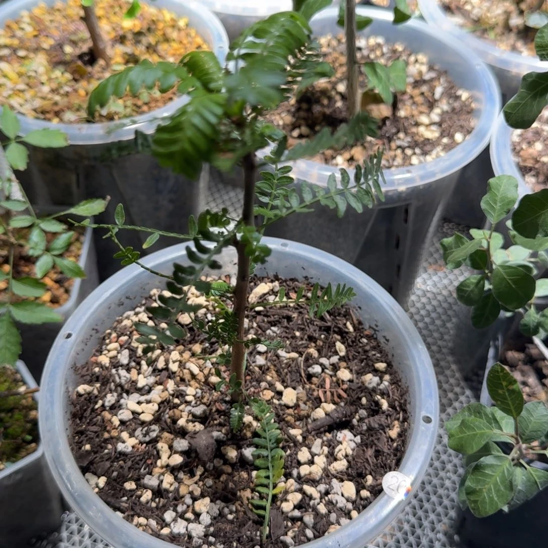 20羽叶裂榄呵呵呵呵