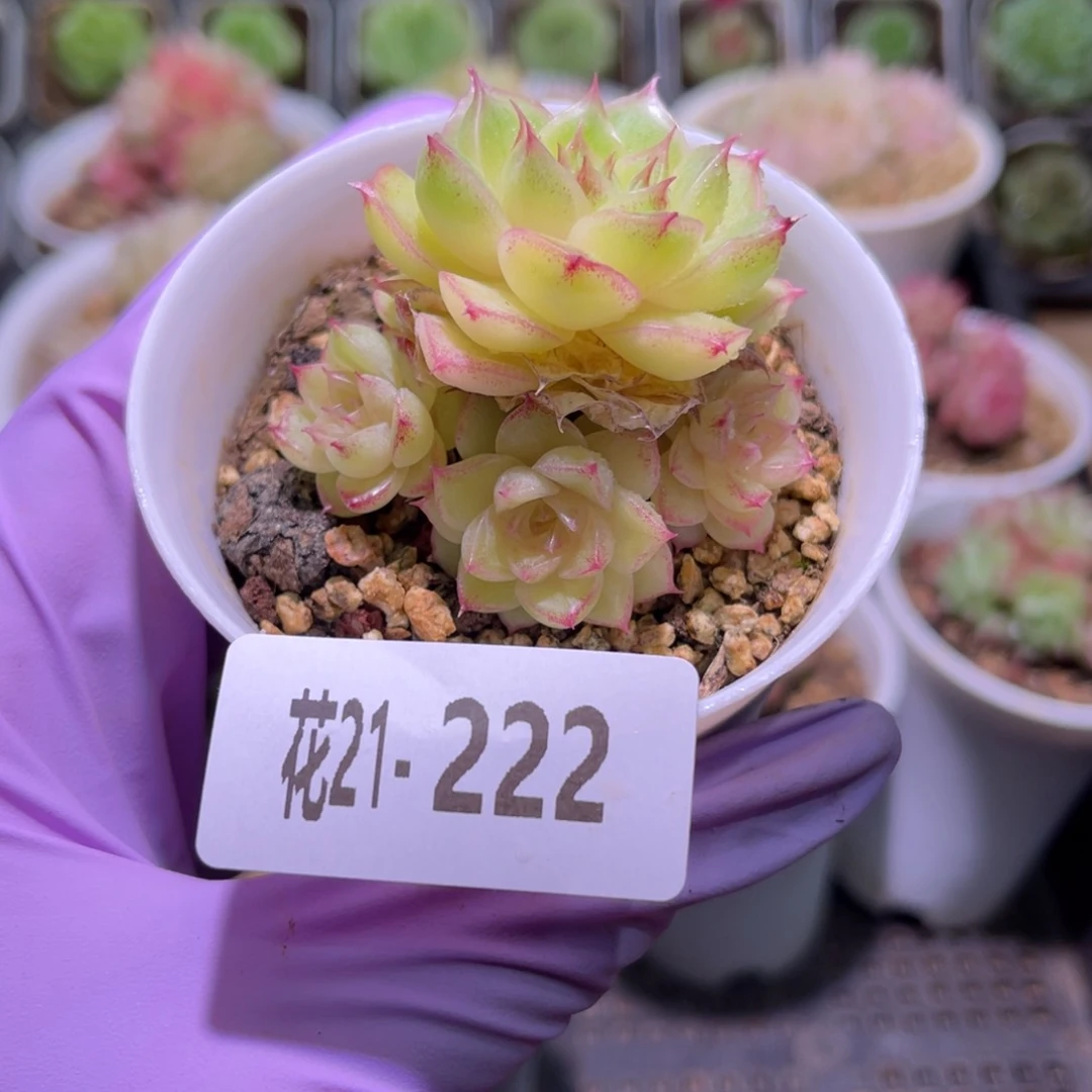 花利美21-222麦秆