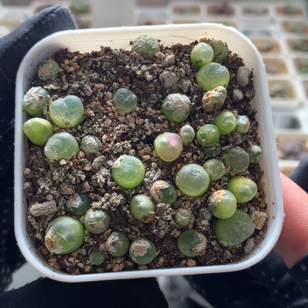 a065大王拉登一盆