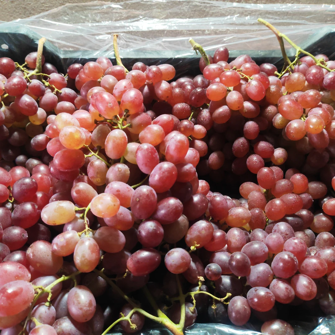 新疆克伦生红提