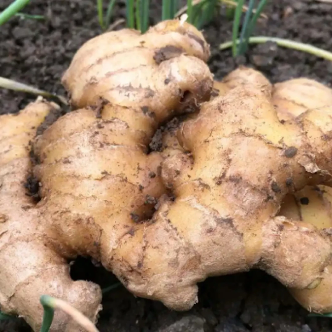 高山产地直发农户自种新鲜老黄姜小黄姜