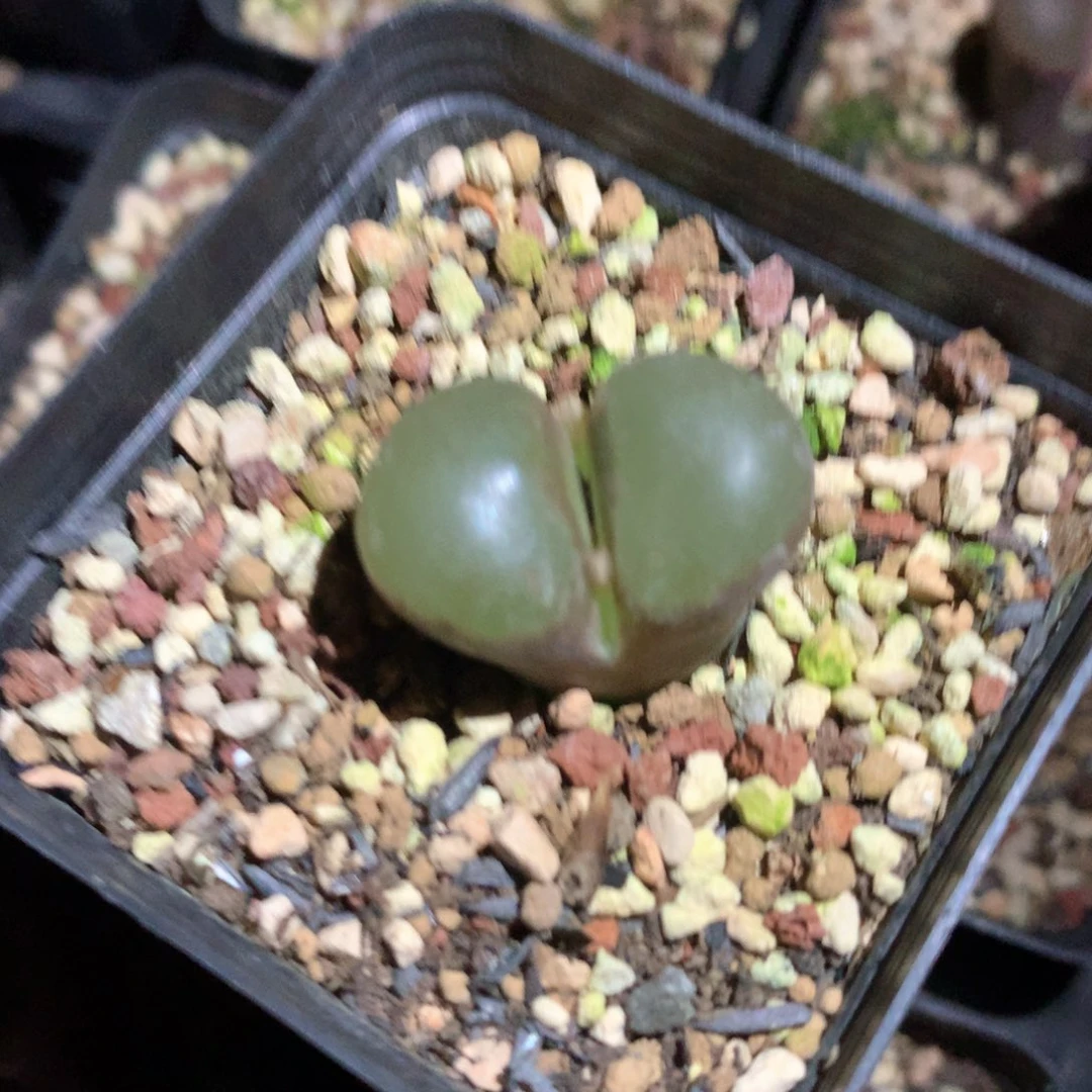 薄****薄荷糖 肉锥植物