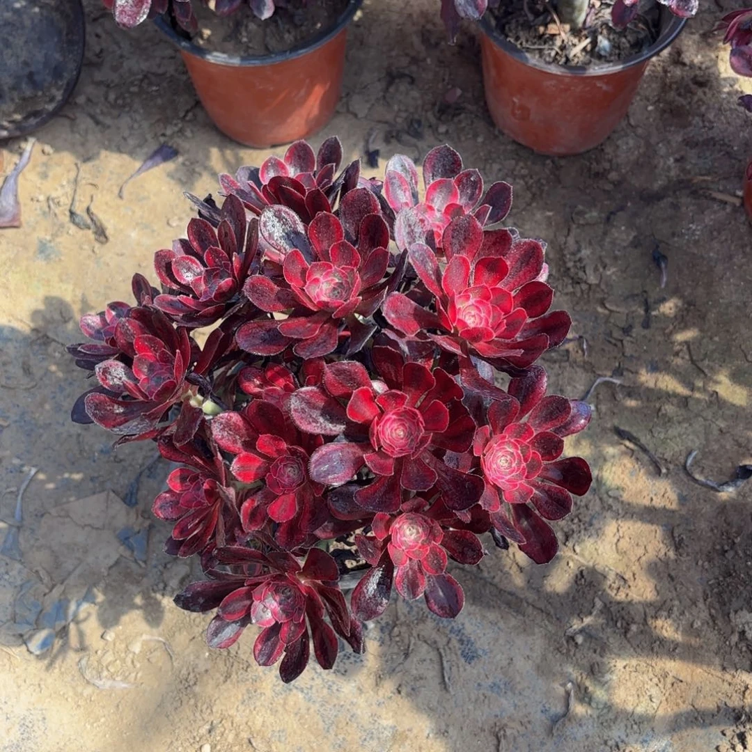 香奈儿丛林9.9福利