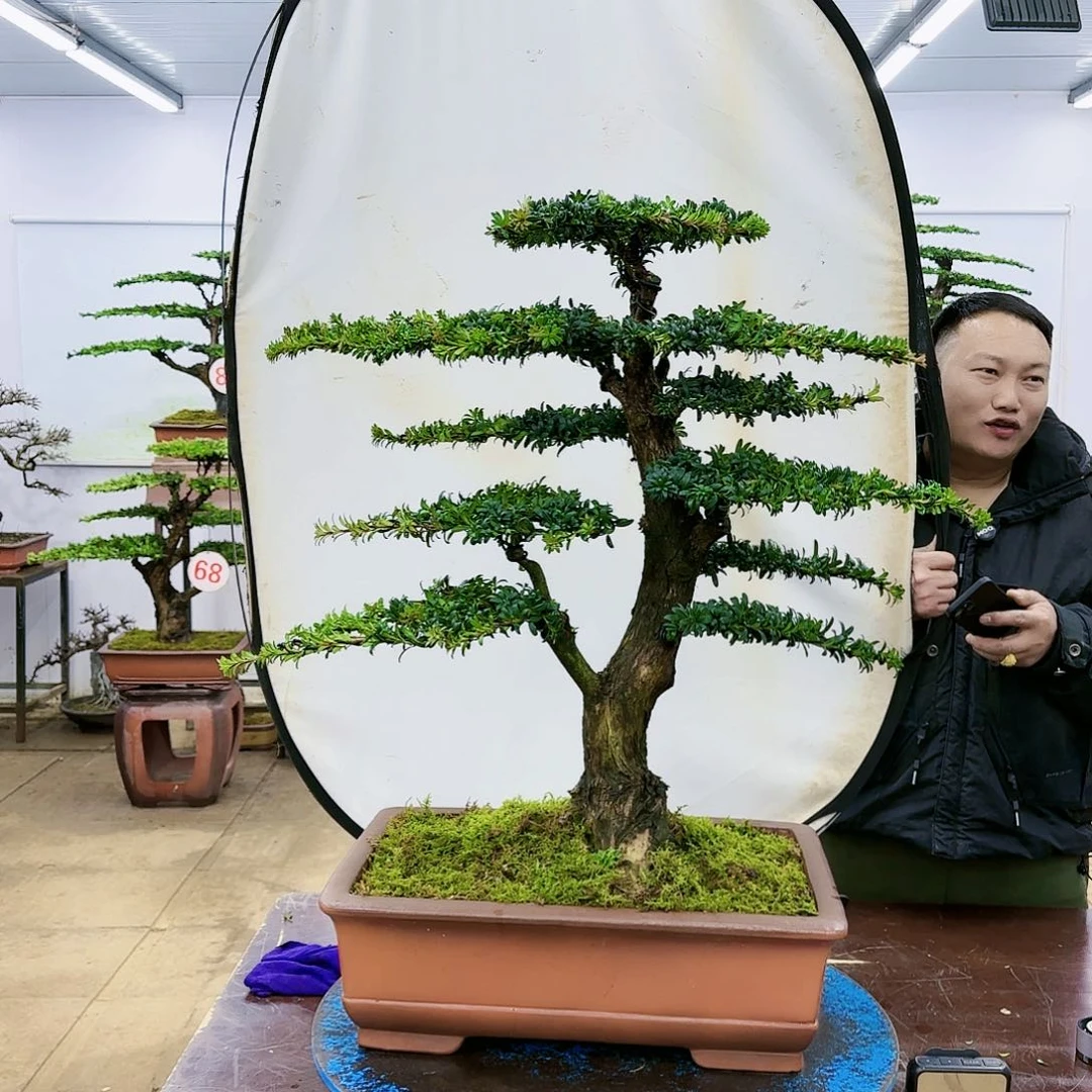 盆景欢迎大家一起来捡漏