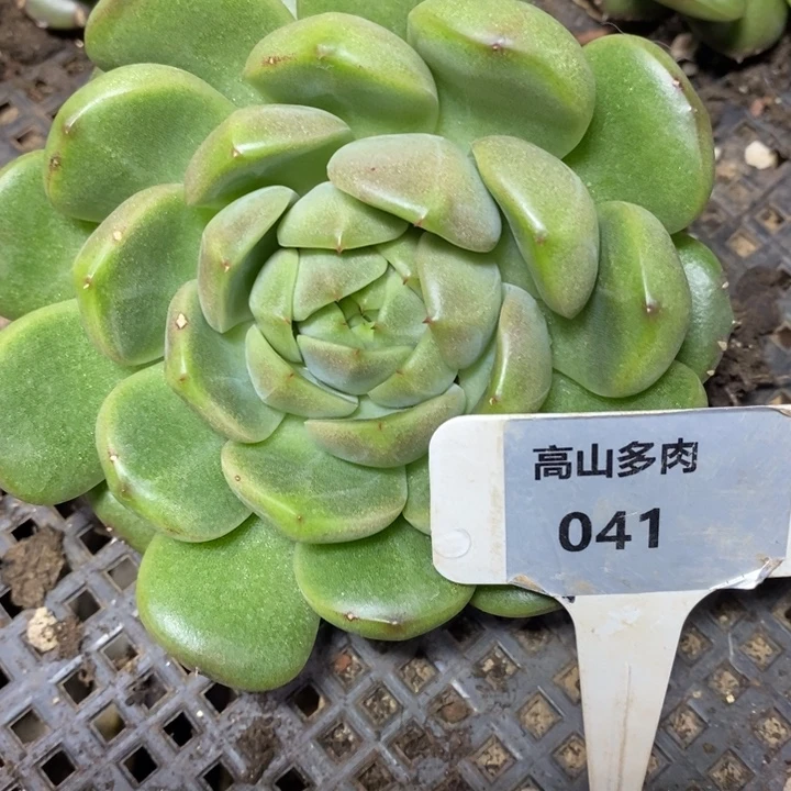 D041- 直播福利皮爱拉