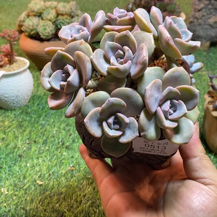 0513啊啊啊啊啊啊啊啊啊啊啊