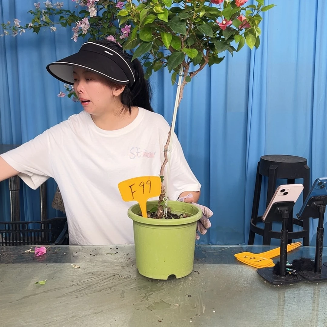 菜***子大部分开放少量花苞F99暗夕