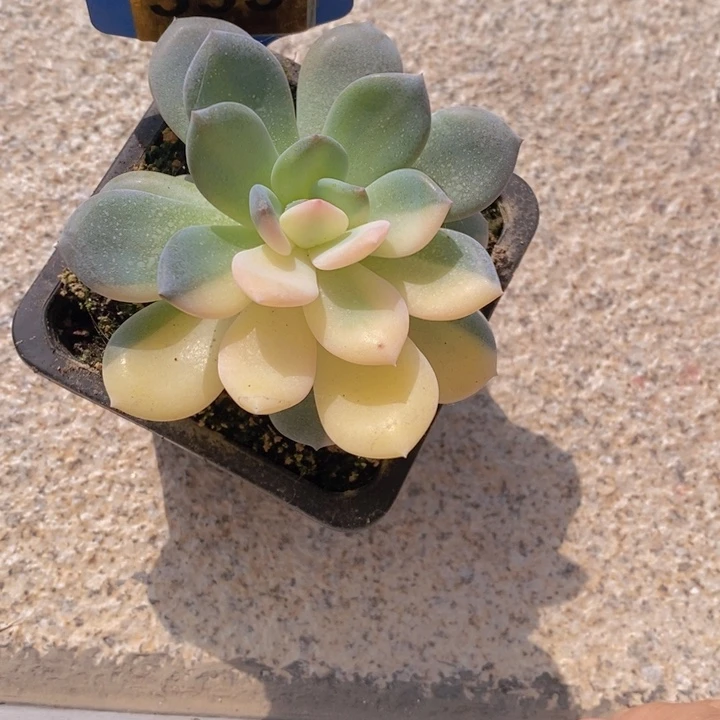 小***吖393号阴阳锦111111