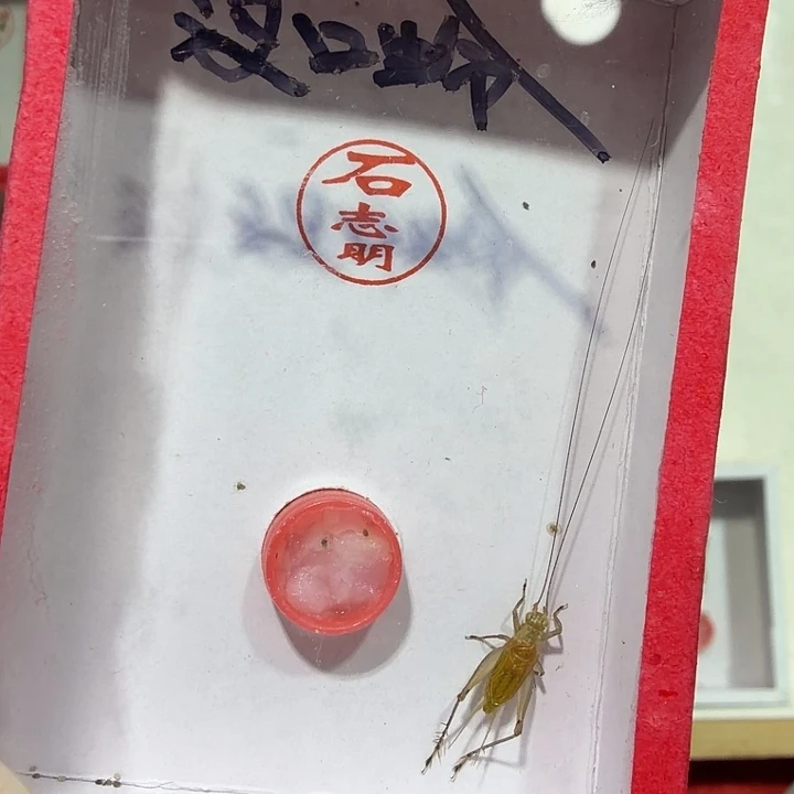 蟋蟀石老师冬黄蛉