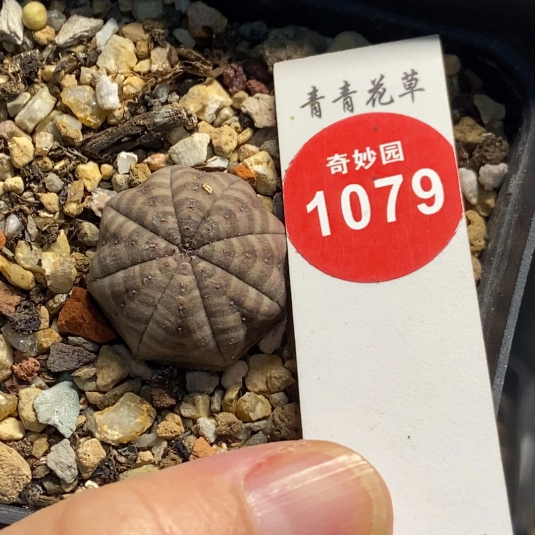 实生白肌神玉胭脂布纹球2.2cm