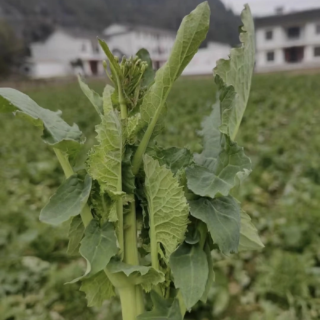恩施高山油菜苔 净重4斤